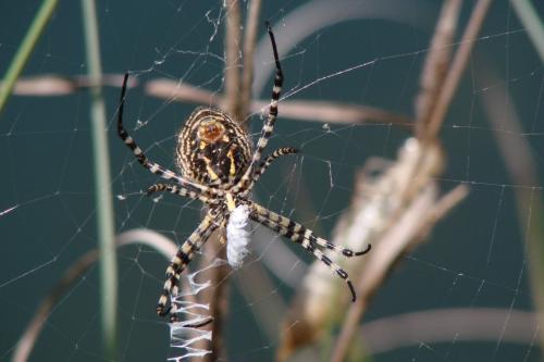 Réf. 90 683 : Argiope trifasciata
