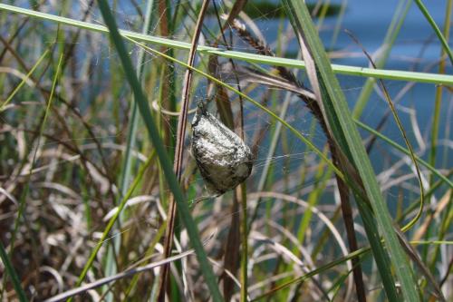 Réf. 90 708 : Argiope trifasciata
