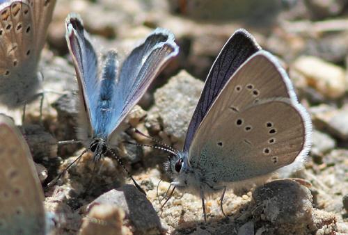 Cyaniris semiargus