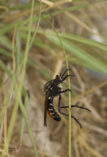 Dasypogon diadema