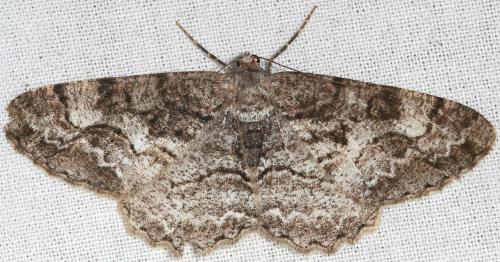 Réf. 90 219 : Alcis repandata