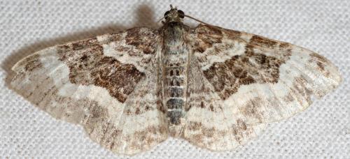 Réf. 90 227 : Epirrhoe sp.