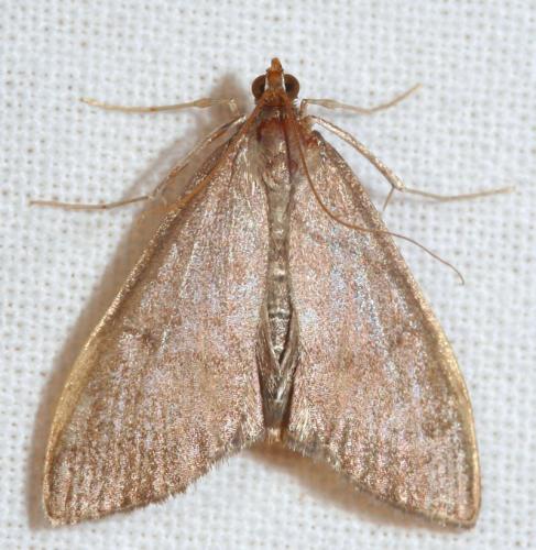 Réf. 90 563 : Mecyna asinalis