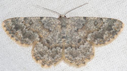 Réf. 90 280 : Charissa mucidaria