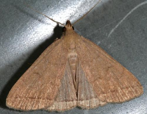Réf. 90 567 : Herminia tarsipennalis