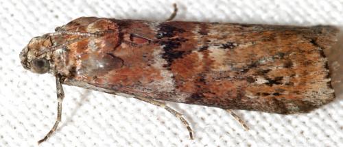 Réf. 90 298 : Phycita roborella