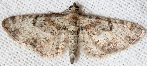 Réf. 90 281 : Eupithecia laquaearia