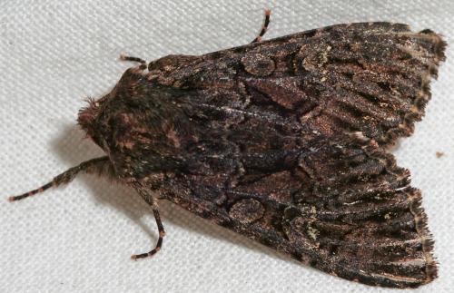 Réf. 90 740 : Mniotype adusta