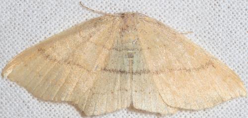 Réf. 90 290 : Cyclophora linearia