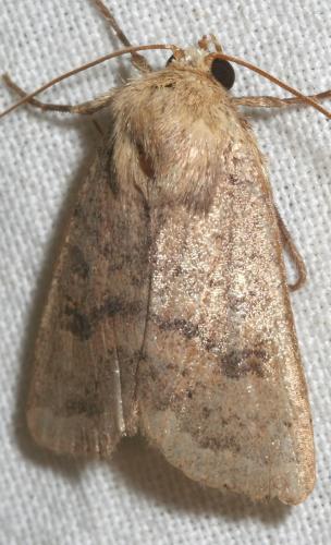 Hoplodrina octogenaria