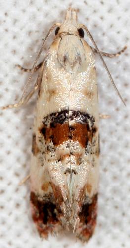 Réf. 90 750 : Cochylis hybridella