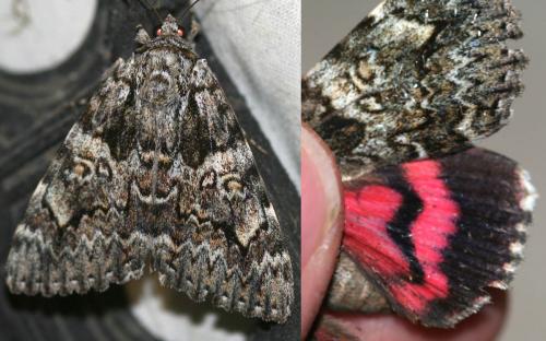 Catocala promissa