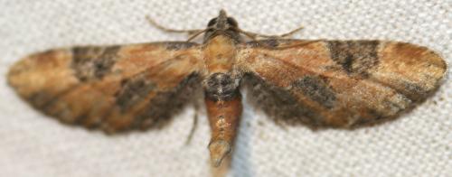 Eupithecia gueneata
