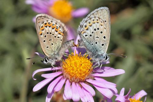 Réf. 90 372 : Plebejus idas