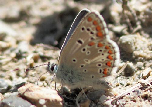 Réf. 90 875 : Aricia artaxerxes
