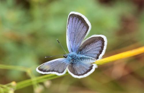 Réf. 90 371 : Plebejus argus