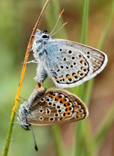 Plebejus argus