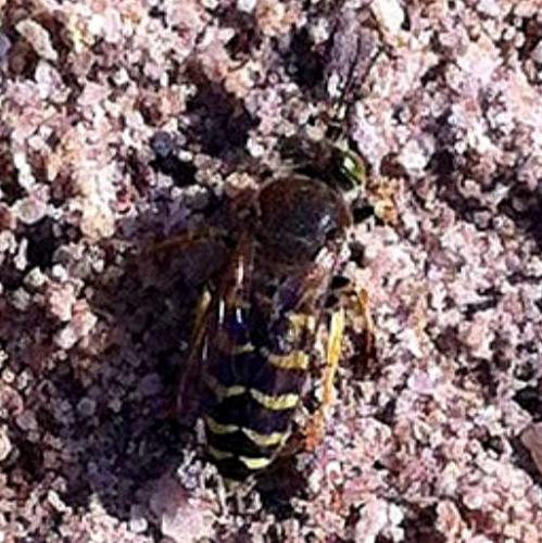 Bembix rostrata