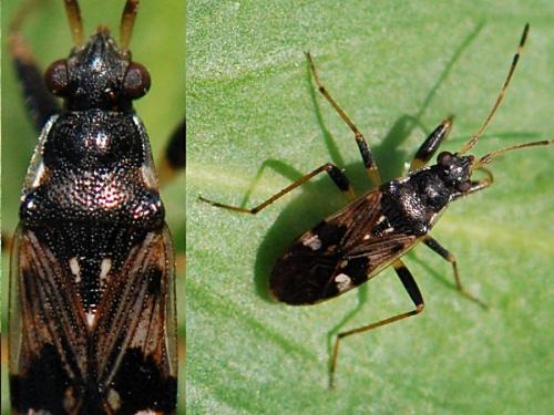 Beosus maritimus