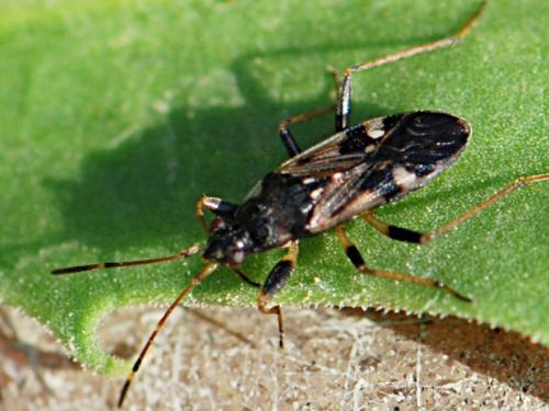Beosus maritimus