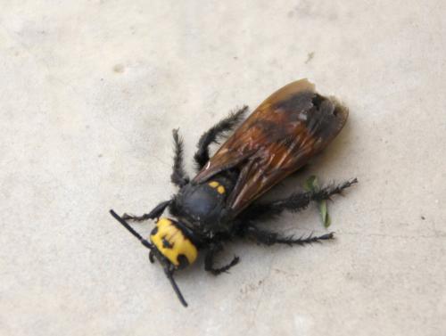 Réf. 90 976 : Megascolia maculata