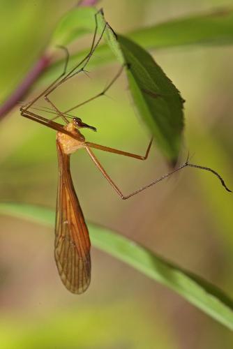 Réf. 90 735 : Bittacus italicus