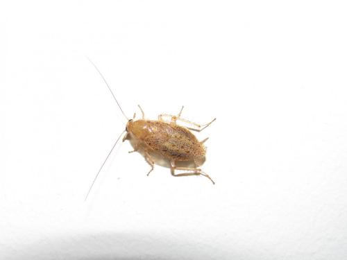 Réf. 90 026 : Ectobius pallidus
