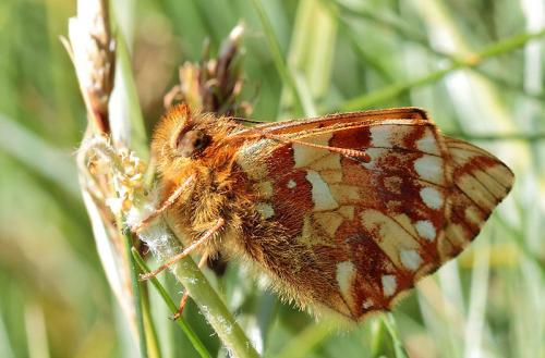 Réf. 90 384 : Boloria sp.