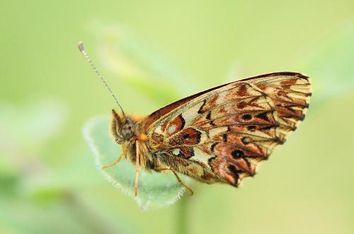 Boloria titania