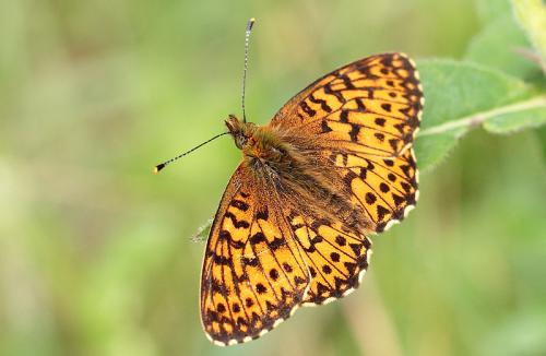 Boloria titania