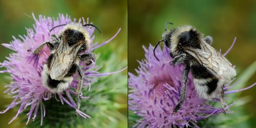 Bombus sp.