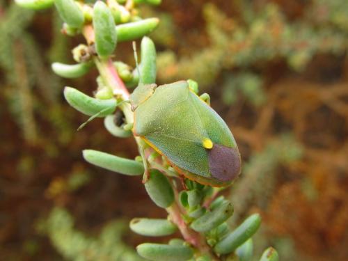 Brachynema cinctum