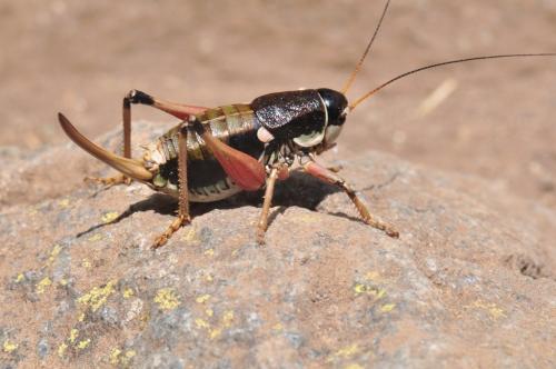 Anonconotus ghiliani