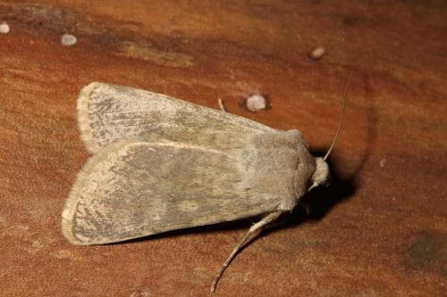 Euxoa decora