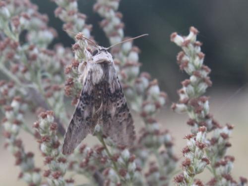 Réf. 90 116 : Cucullia absinthii
