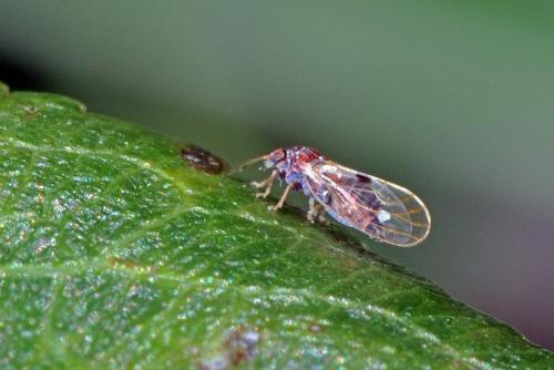 Cacopsylla pyricola