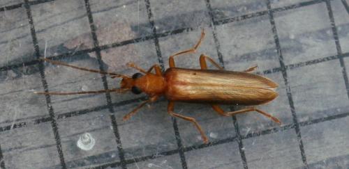 Nacerdes carniolica atlantica