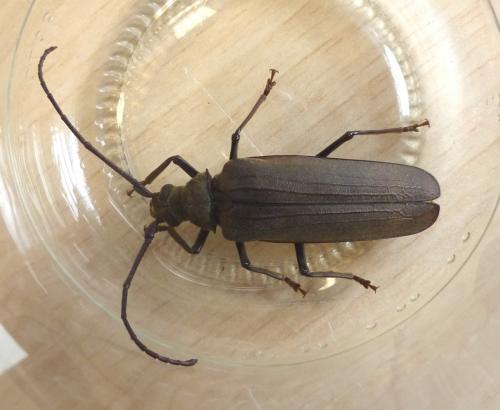 Aegosoma scabricorne
