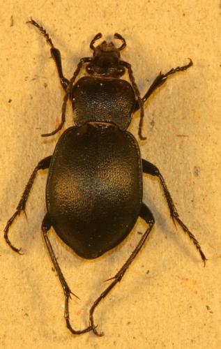 Carabus convexus