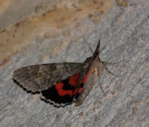 Réf. 90 780 : Catocala nupta