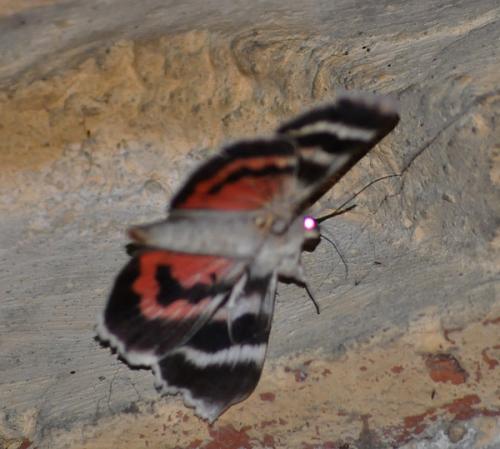 Catocala nupta