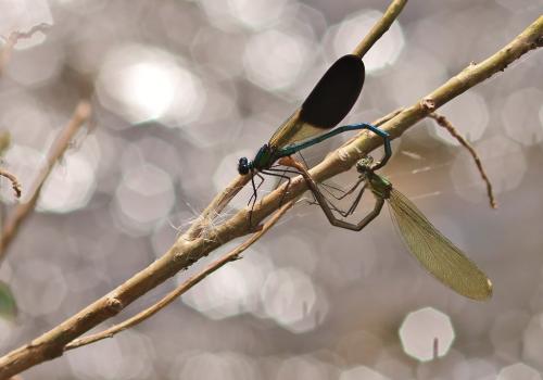 Calopteryx xanthostoma