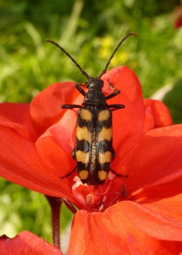 Réf. 90 002 : Leptura quadrifasciata