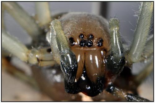 Réf. 90 357 : Cheiracanthium punctorium