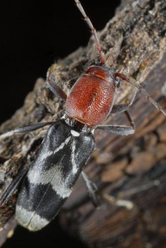 Chlorophorus ruficornis