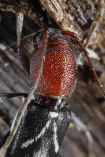Réf. 90 794 : Chlorophorus ruficornis