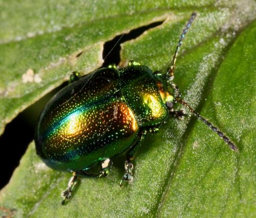 Réf. 90 834 : Chrysomelinae inconnu