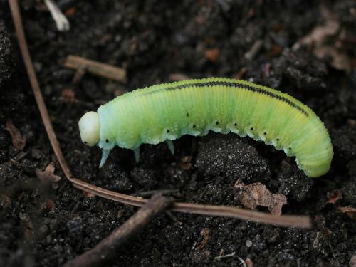 Réf. 90 788 : Cimbex femoratus