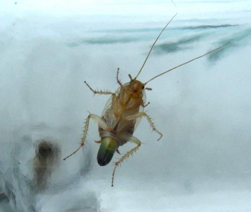 Ectobius sp.