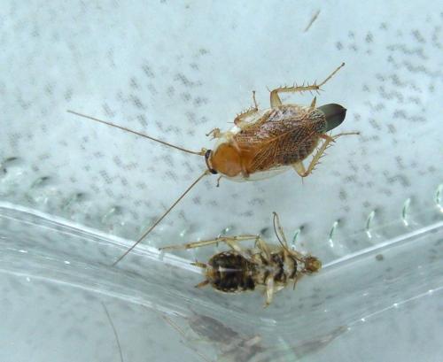 Ectobius sp.